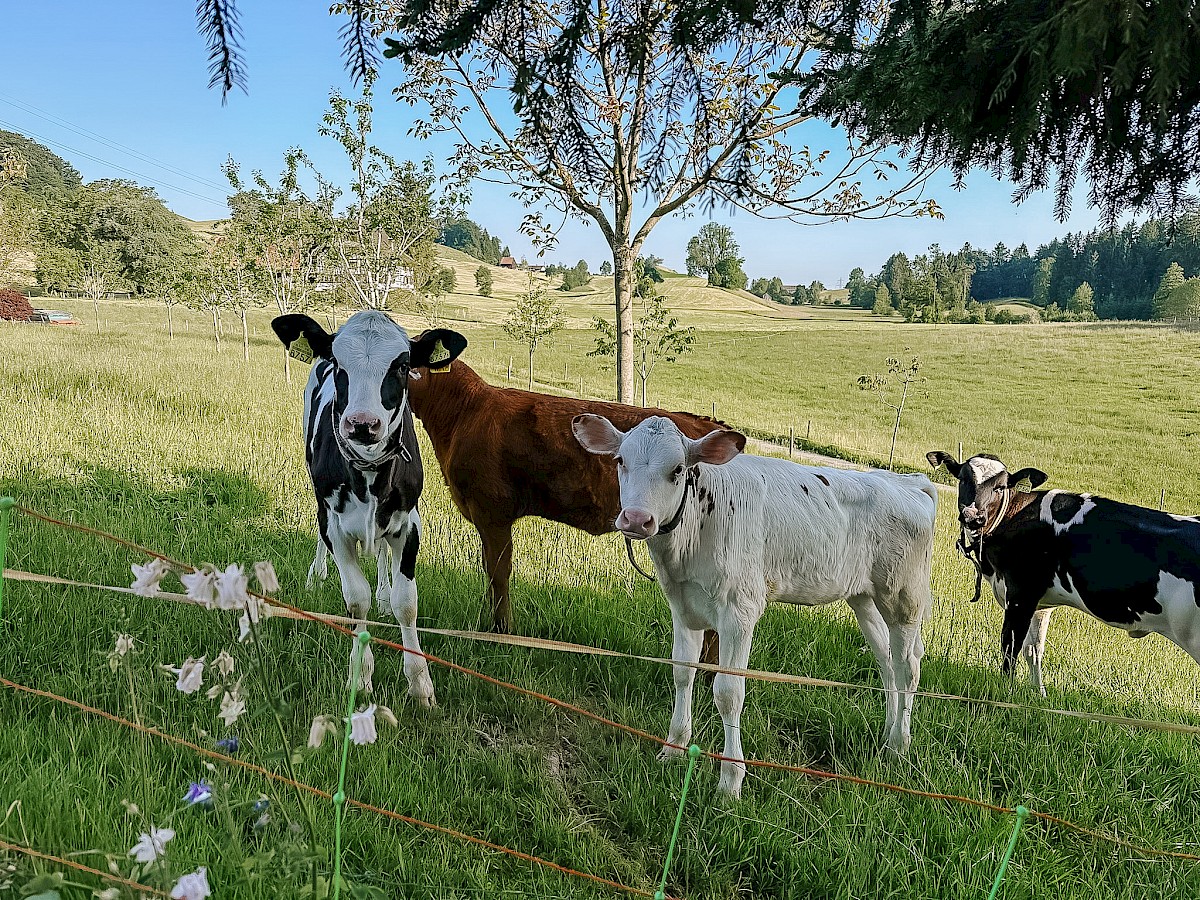 Kälbchen auf der angrenzenden Weide