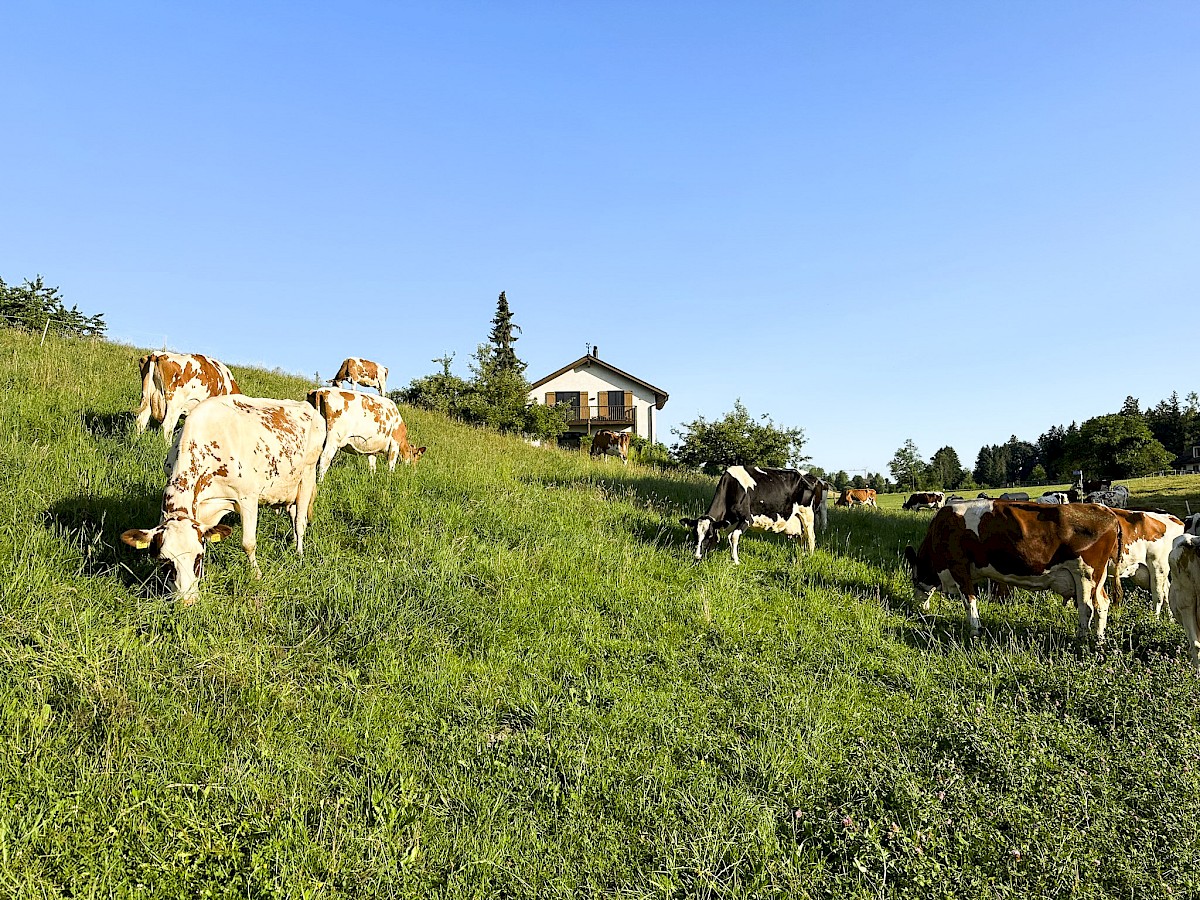 Frontalsicht und weidende Kühe