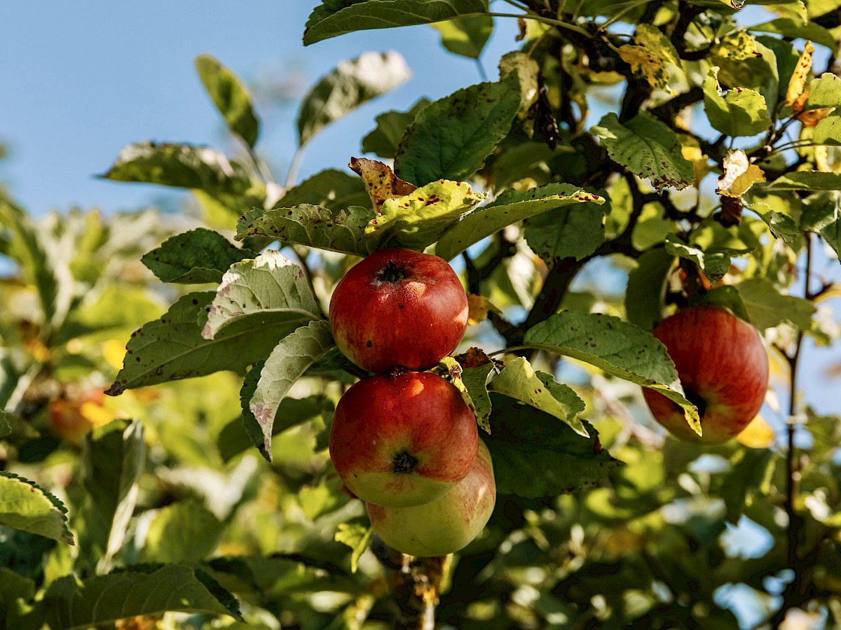 Einer der drei Apfelbäume