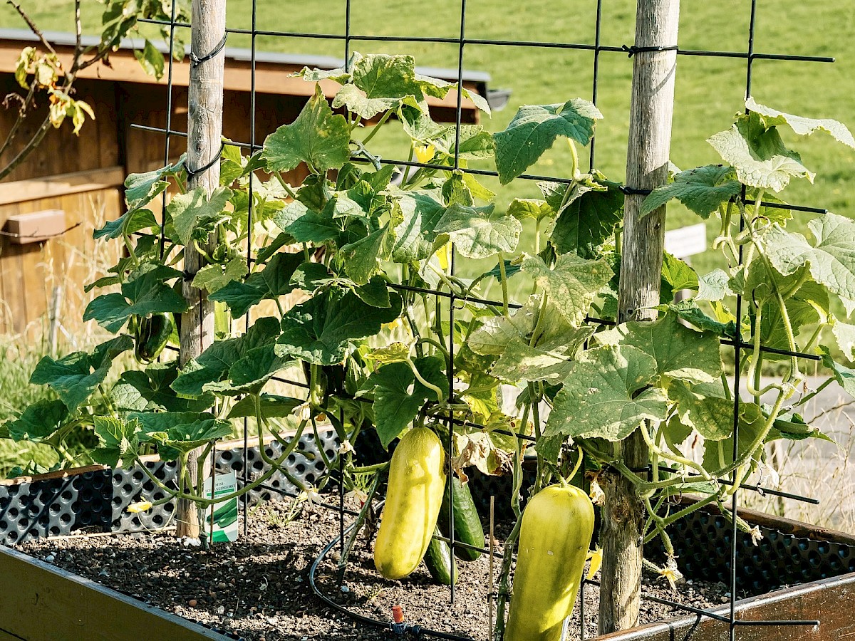 Gemüse-Hochbeete