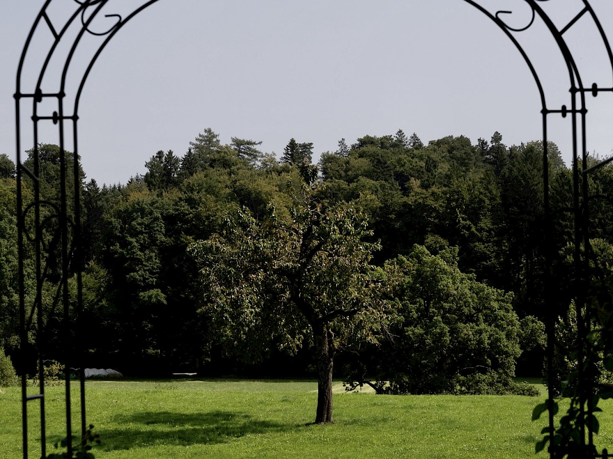 Rosenbogen im Garten