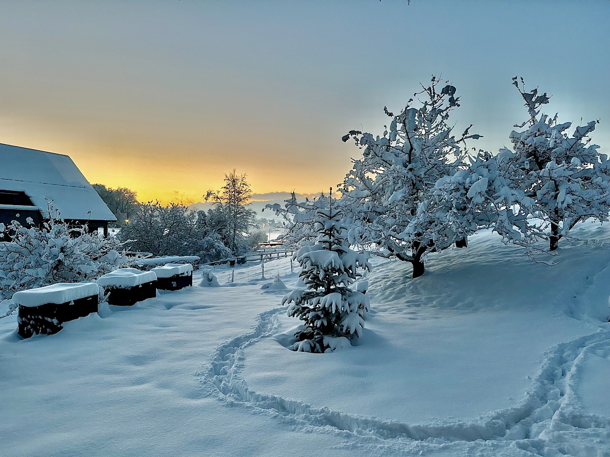 Winter Wonderland im Garten