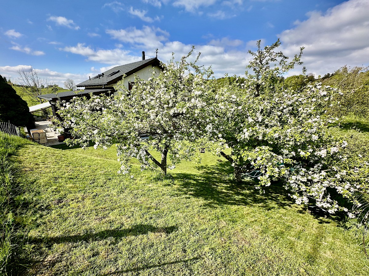 Blühende Apfelbäume im Frühling